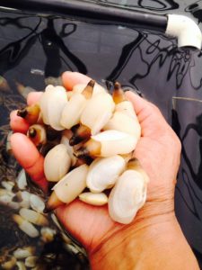 Geoduck Seeds for Sale | Sustainable Aquaculture | Manatee Holdings Ltd.